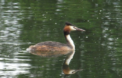 Great Crested Grebe