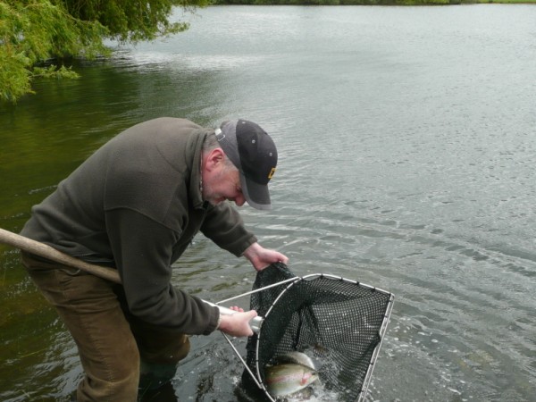 Releasing trout into the lake