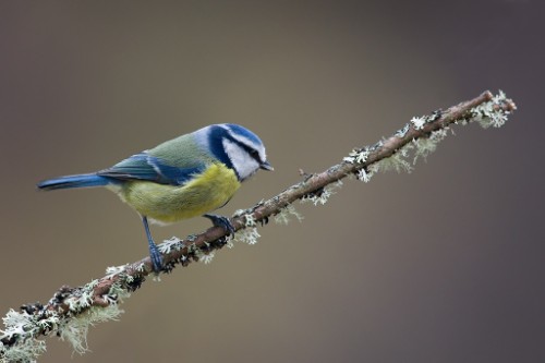 Blue Tit