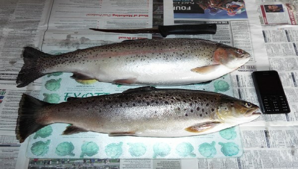 Rainbow and Brown Trout