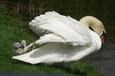 Mute Swan