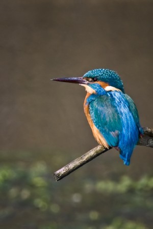 Kingfisher