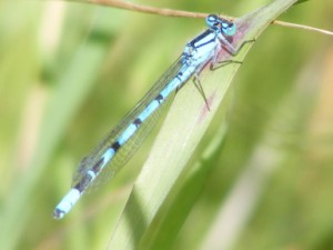 Damsel Fly