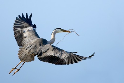 Grey Heron