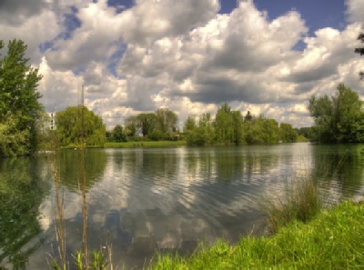 View of the lake through a willow tree